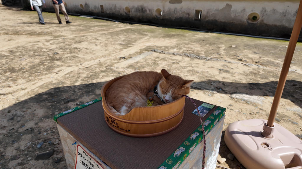 備中松山城三十郎貓城主